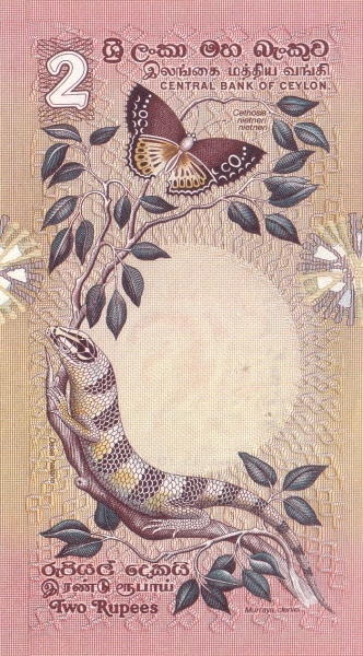  Lizard (dasia  haliana), Ceylon lacewing butterfly (cethosia nietneri nietneri), plant (murraya cleniei)