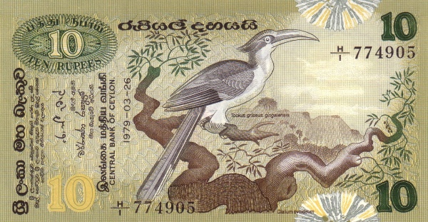  Sri Lanka grey  hornbill (Tockus griseus gingalensis)