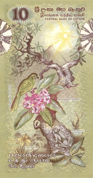  Yellow-eared  bulbul (pycnonotus penicillatus), frog (rhacophorus cruciger eques), flowers  (rhododendrum arboreum and ipsea speciosa)