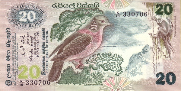  Ceylon wood  pigeon (columba torringtoni)