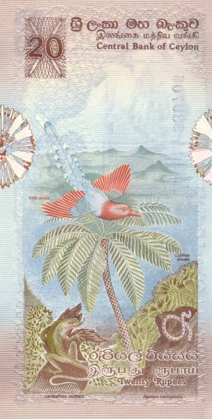  Bird (kitia  ornata), lizard (ceratophora stoddarti), snake (aspidura trachyprocta), palm  (cyathea sinuata)