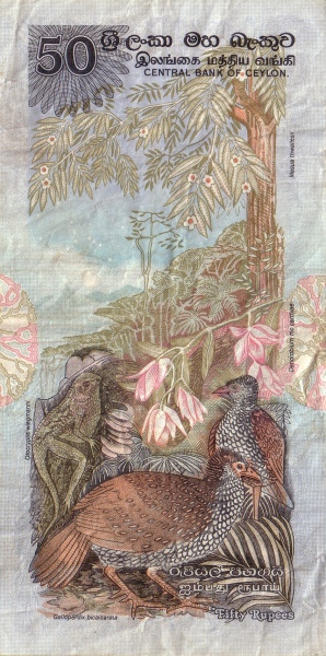  Ceylon spurfowl  (galloperdix bicalcarata), leguan (otocryptis wiegmanni), flower (dendrobium  mc carthiae), branch (mesua thwaitesii)