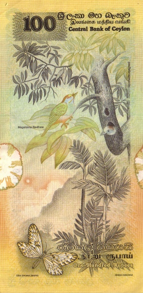  Yellow-fronted  barbets in tree (megalaima flavifrons), Ceylon tree nymph butterfly (idea lynceus jasonia),  plant (areca concinna), tree (Horsfieldia iriyaghedi)