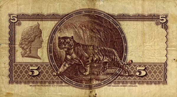  Tiger