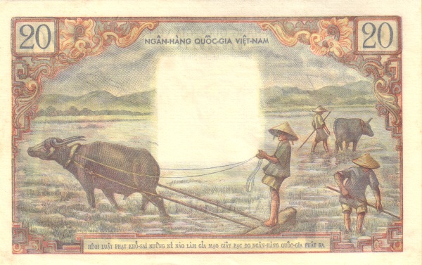  Fieldwork with  water buffalo
